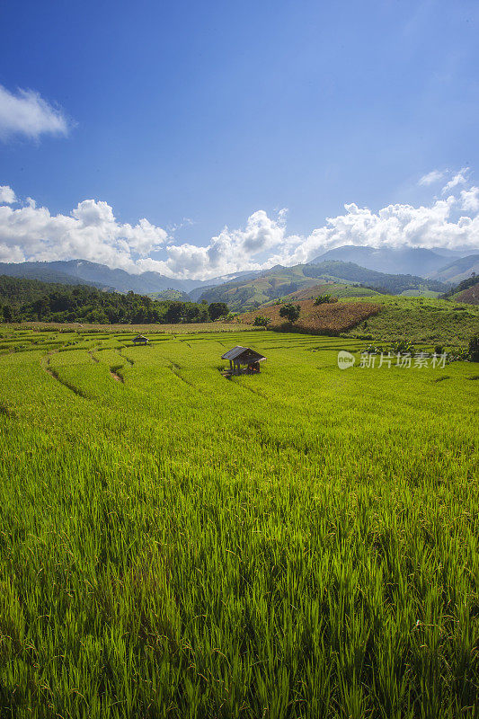 泰国清迈Pa Pong Piang山山谷乡村地区的水稻梯田。